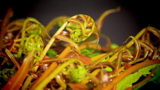 ผักกูดแดง