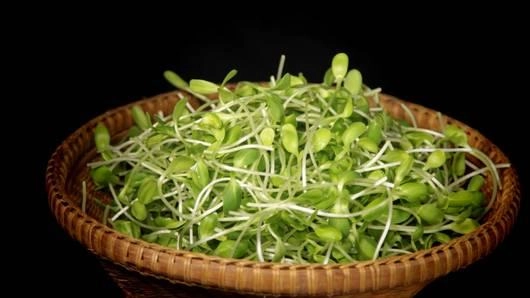 ต้นอ่อนทานตะวันงอก