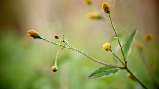 ผักคราดหัวแหวน