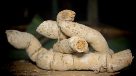 เครือตดหมา