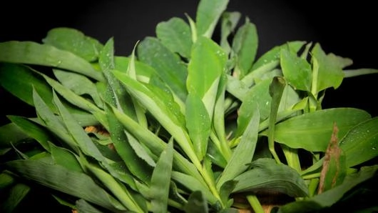 หญ้ารีแพร์