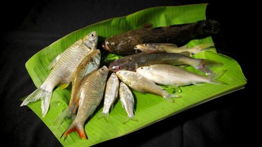 ลากค้อนปลา