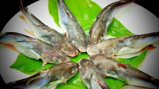 ปลาหัวโม่ง