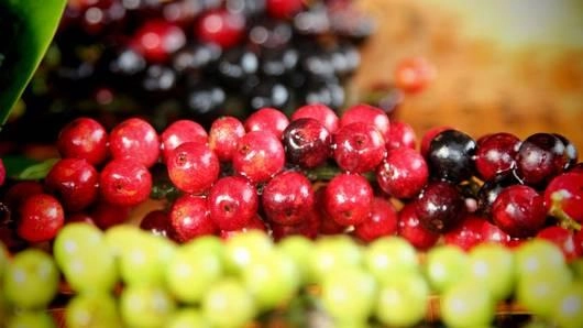 มะเม่าหลวง ภูพาน