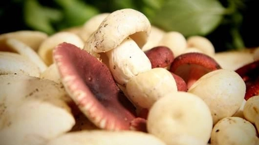 เห็ดก่อ