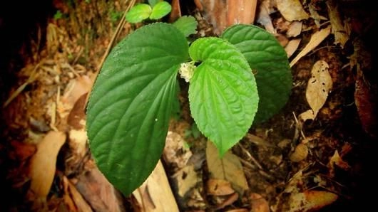 ใบหูหมี