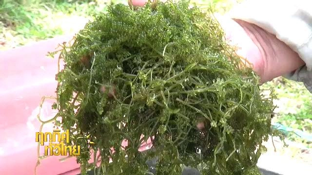 ประเด็นข่าว (11 มี.ค. 59)