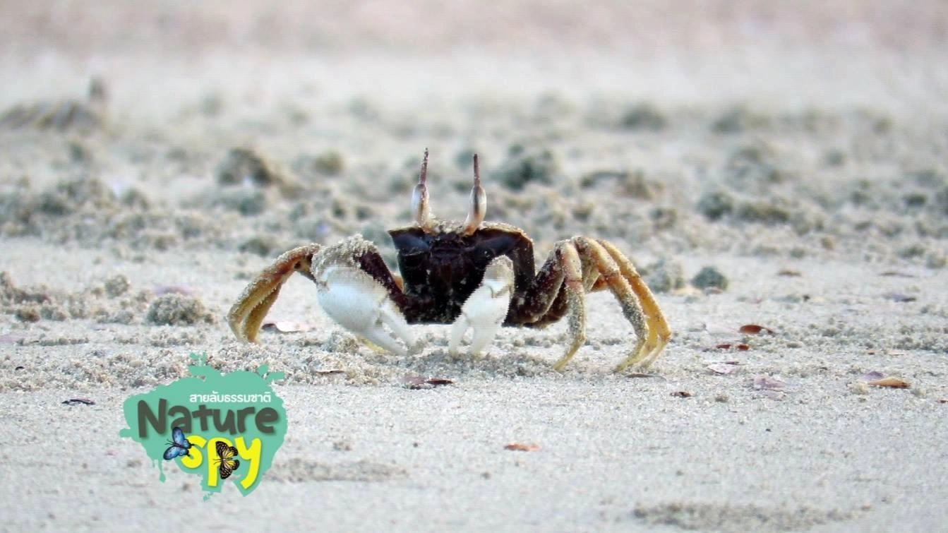 ปูทหารปากบารา