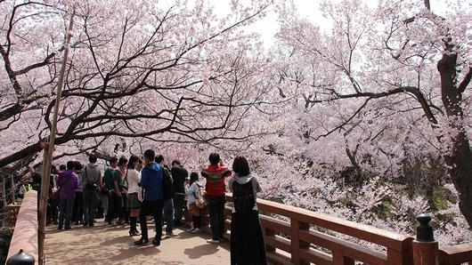 ซากุระ ดอกไม้สร้างเมือง