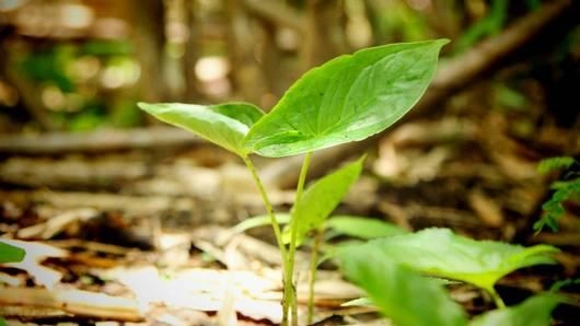 บอนเต่า