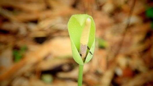 ดอกก้าน