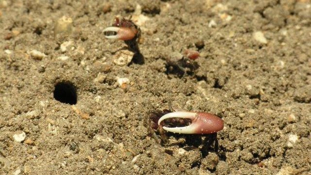 ผจญภัยขุมทรัพย์แห่งธรรมชาติ ตอน ที่หลบภัยในแอตแลนติก