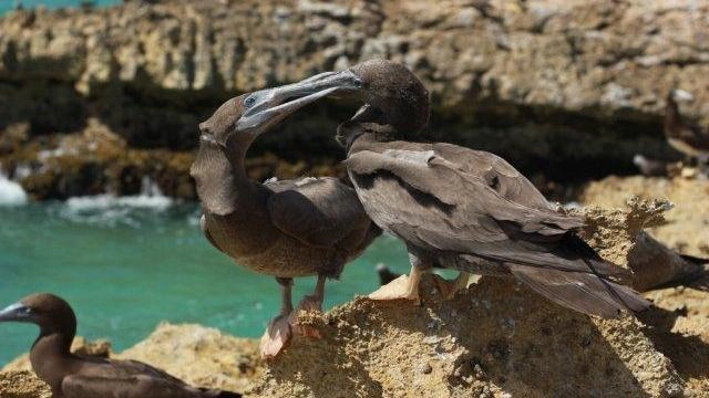 ผจญภัยขุมทรัพย์แห่งธรรมชาติ ตอน ทะเลทางใต้