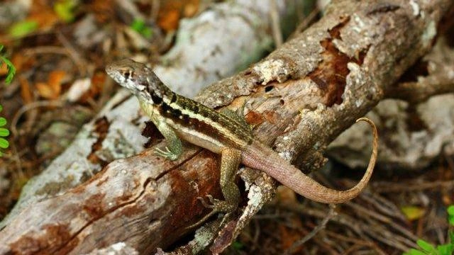 ผจญภัยขุมทรัพย์แห่งธรรมชาติ ตอน เกาะสุดปลายขอบโลก