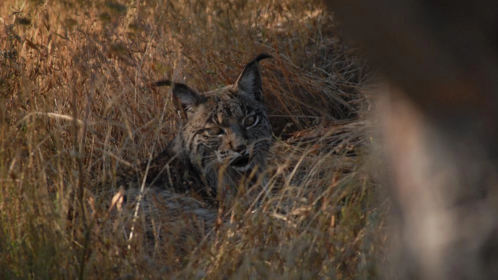 โลก 360 องศา ตอน ลิงซ์ตัวสุดท้ายในสเปน