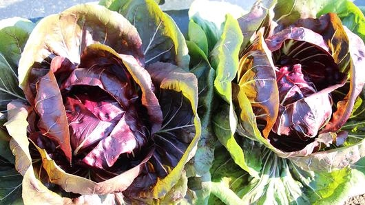 ผักเปลี่ยนชีวิต