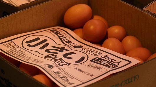 ตามหาไข่ร้อยล้าน