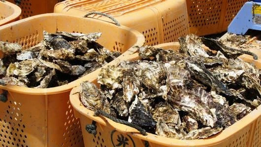 พลิกฟื้นบ้านเกิด