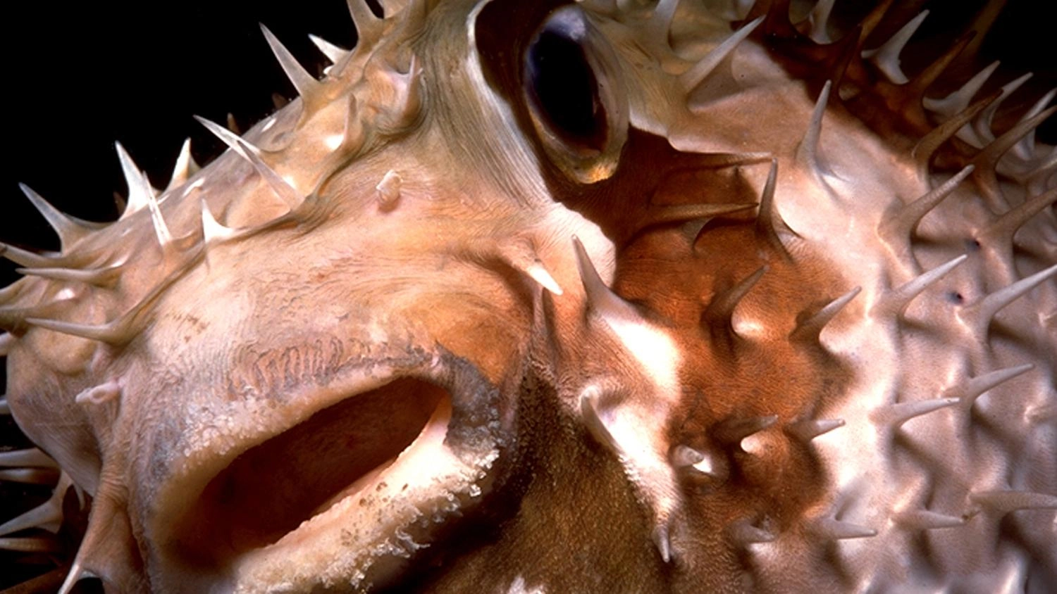 เมืองใต้สมุทร