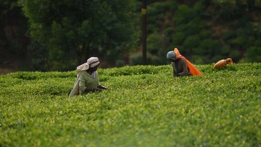 อายุบวรชาวสิงหล