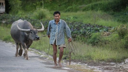 คนกับควาย