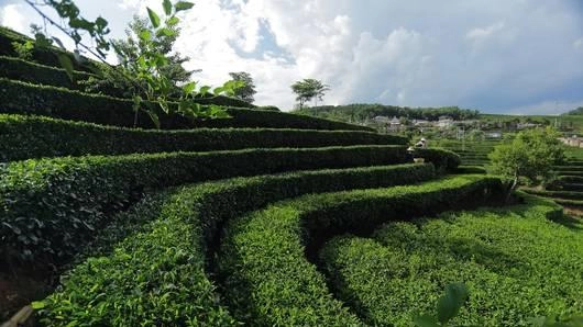 เส้นทางชาสายม้า