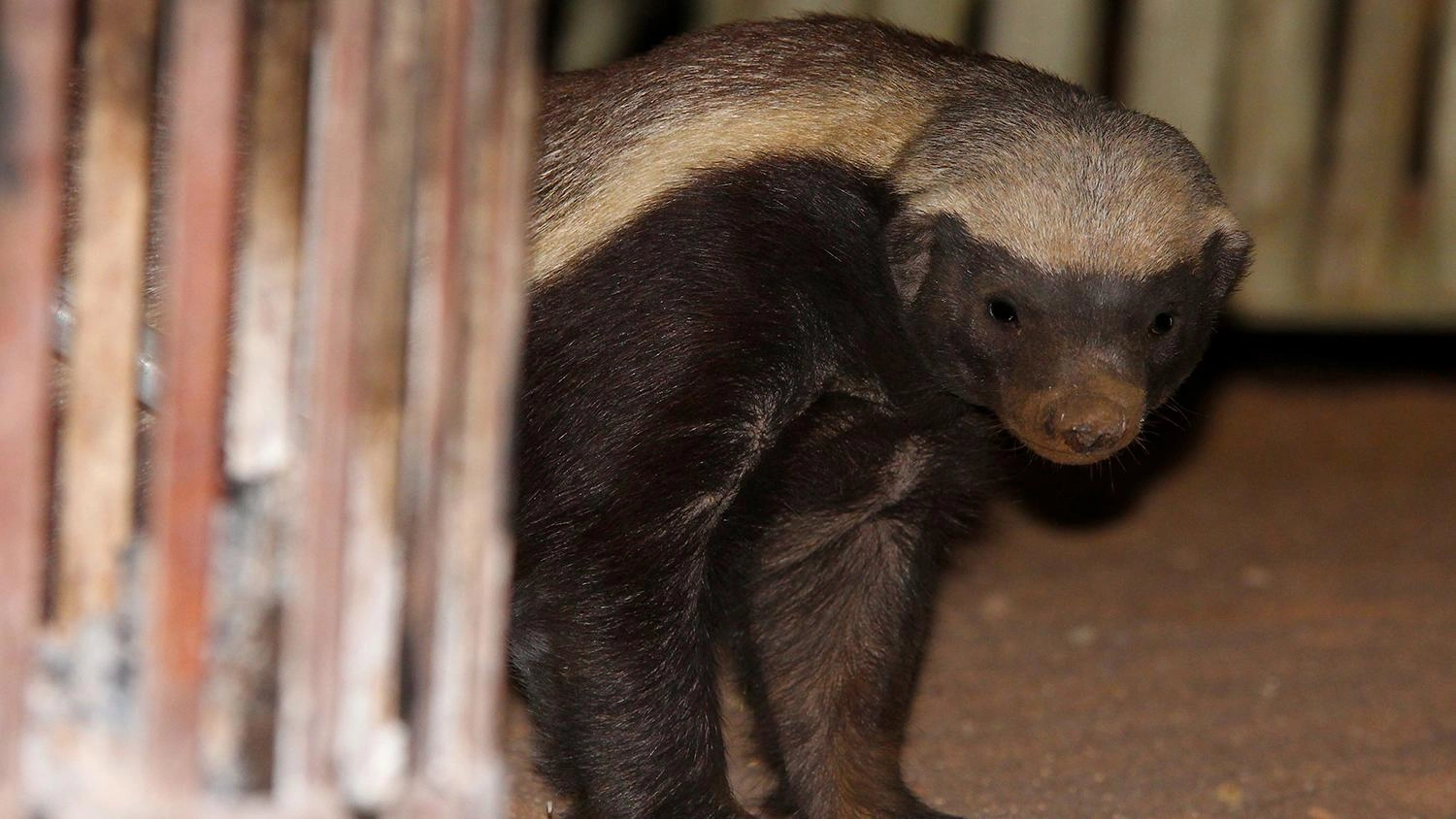 ฮันนีแบดเจอร์ เจ้าแห่งการป่วน