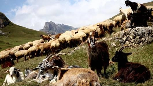 คอเคซัสที่อาเซอร์ไบจาน