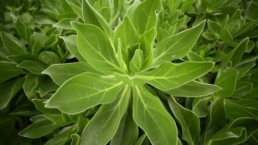 โอกินาว่าโนมิกส์