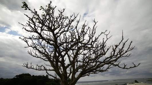 สิ่งแรกของชีวิตที่ริวกิว