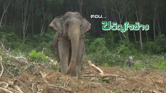 ขวัญใจช้าง