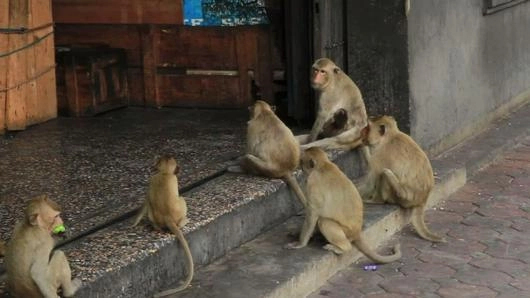 แม่พระของลิงไร้บ้าน