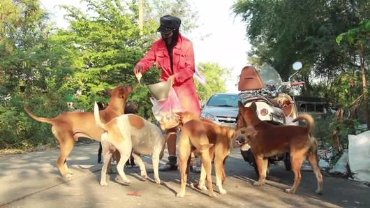 นางฟ้ากับหมาจร‬