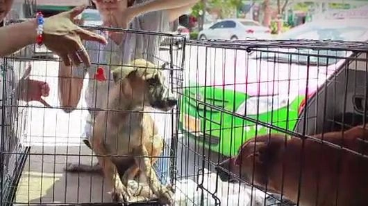 หัวใจสี่ขา