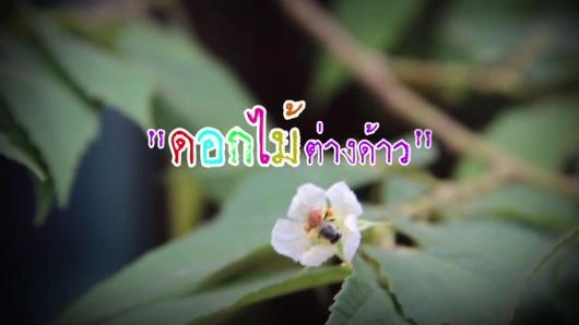ดอกไม้ต่างด้าว
