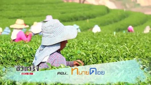 ทนายดอย