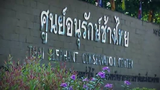 ฅนเลี้ยงช้าง