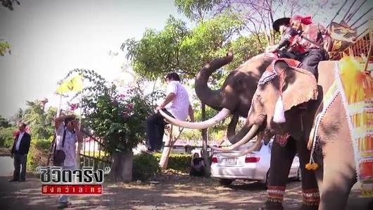 พังแตงโม