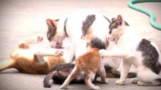 คนจน แมวจร