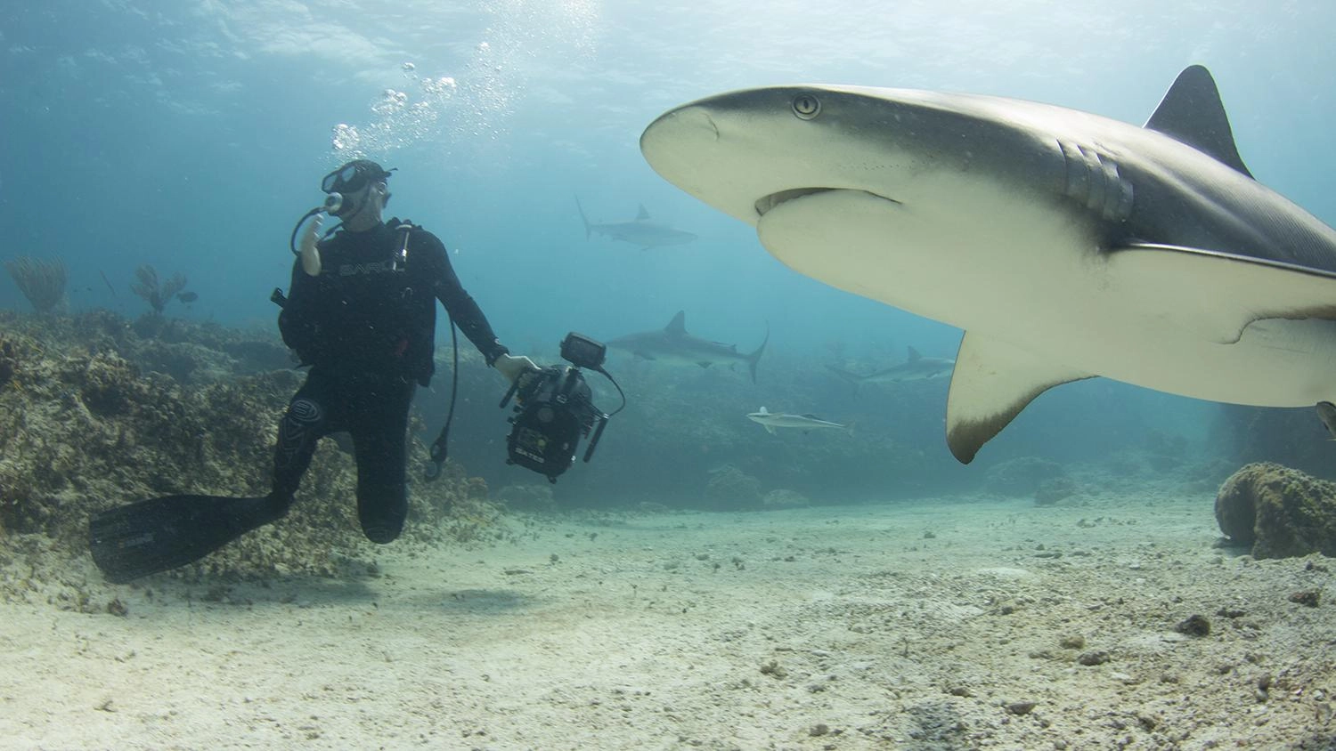 โลกธรรมชาติยุคใหม่ ตอน มหาสมุทร