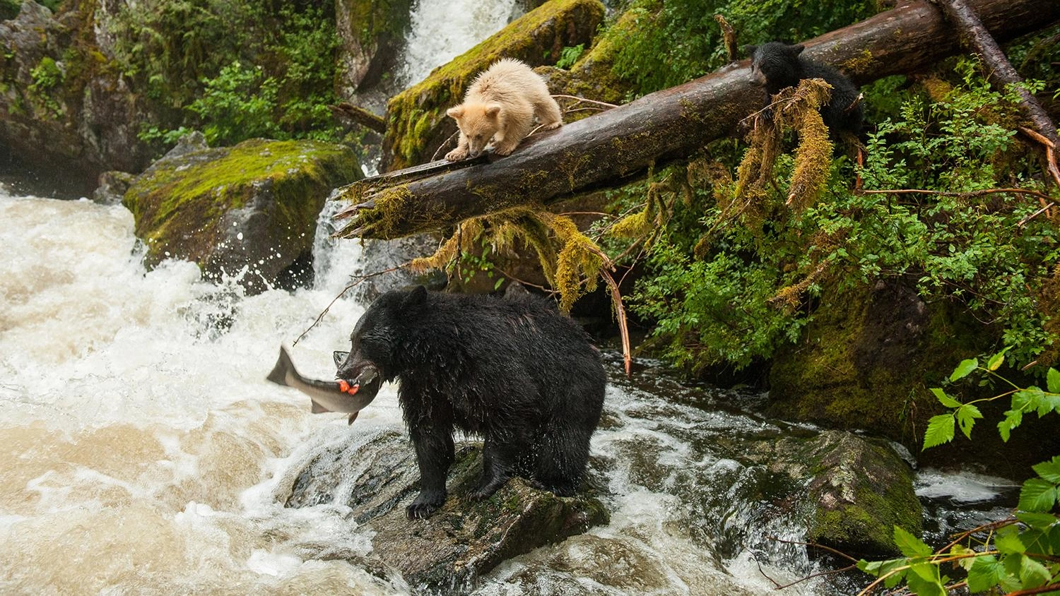 โลกธรรมชาติยุคใหม่ ตอน ป่า