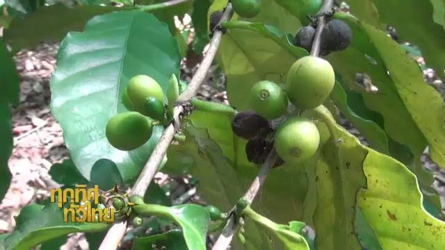 ทุกทิศทั่วไทย