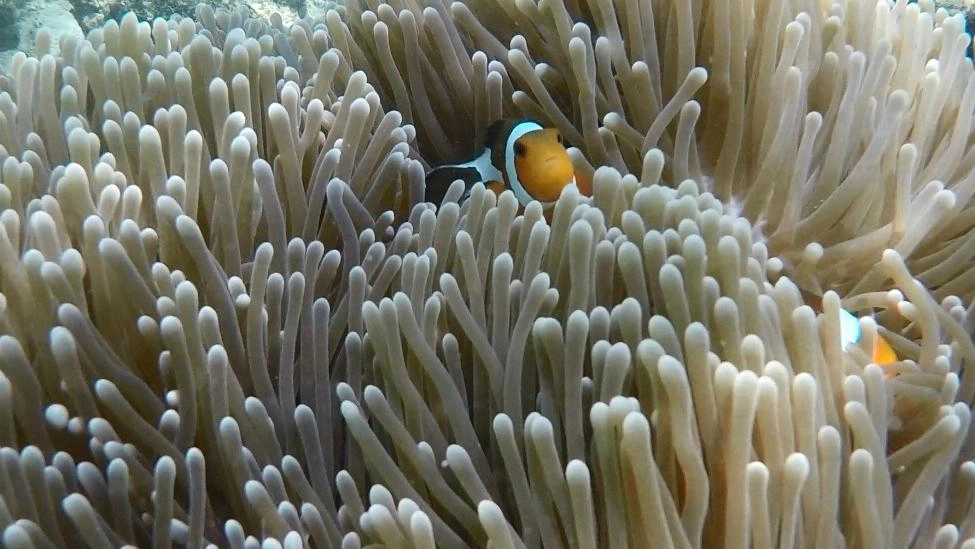 ท่องหมู่เกาะสุรินทร์ ยลกลิ่นอันดามัน จังหวัดพังงา