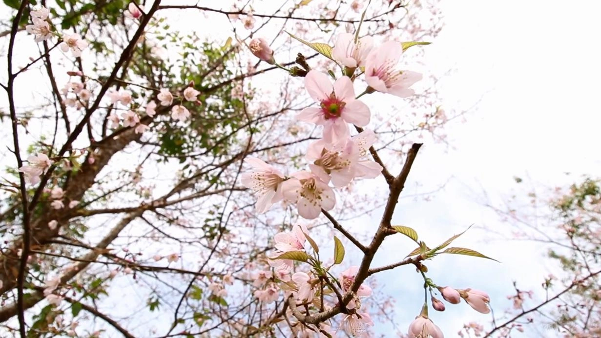 ภูหินร่องกล้า ป่าสีชมพู