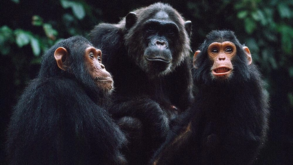 เรื่องราวของอาณาจักรวานร  ตอน สงครามระหว่างพี่น้อง