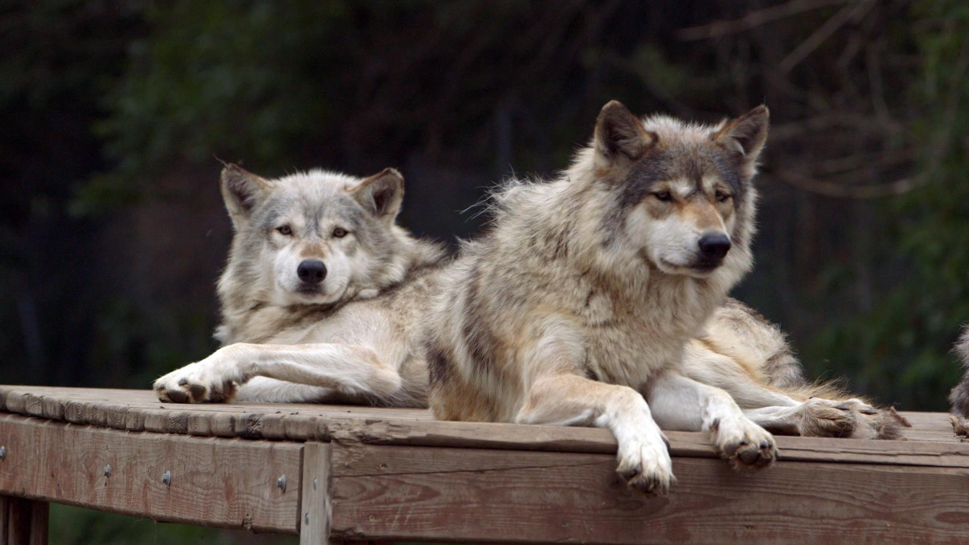 เพื่อนรักแสนรู้ ตอน เมื่อสุนัขต้องแก้ปัญหา