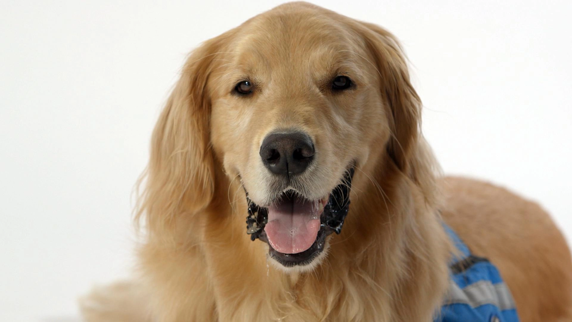 เพื่อนรักแสนรู้ ตอน การสื่อสารของเพื่อนสี่ขา