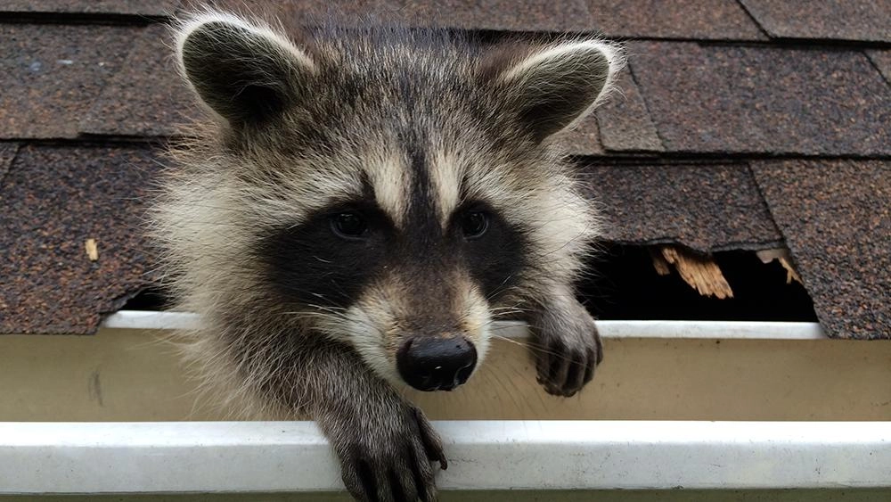 แรคคูน...สัตว์เจ้าเล่ห์ผู้น่ารัก