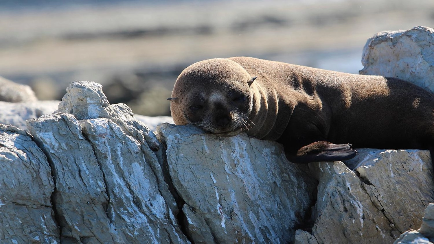 แมวน้ำขน