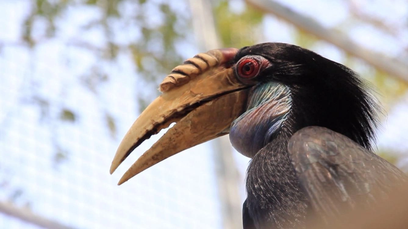 นกเงือกแห่งเทือกเขา